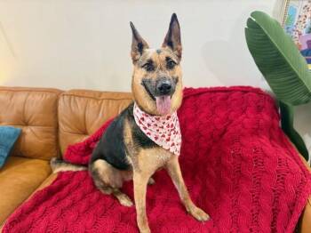 Bailey Brown Eyed Girl -  German Shepherd Dog and Shepherd Dog for Adoption in Friendswood, Texas - Bailey Brown Eyed Girl | PetCurious