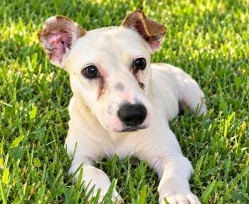Milo -  Terrier Dog for Adoption in St. Augustine, Florida - Milo | PetCurious
