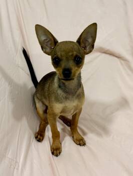 Kai -  Chihuahua Dog for Adoption in Copiague, New York - Kai | PetCurious