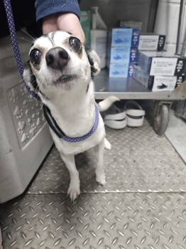 Rat Terrier and Chihuahua Dogs Available for Adoption in Teterboro, New Jersey - Elizabeth Taylor | PetCurious