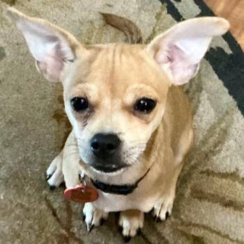 Jack -  Chihuahua Dog for Adoption in Traverse City, Michigan - Jack | PetCurious