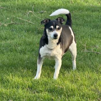 Rex -  Chihuahua Dog for Adoption in Northbrook, Illinois - Rex | PetCurious
