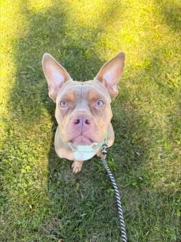MIMI -  Pit Bull Terrier and Mixed Breed Dog for Adoption in Aliquippa, Pennsylvania - MIMI | PetCurious