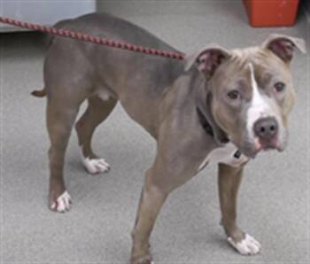 Boxer and Mixed Breed Dogs Available for Adoption in Omaha, Nebraska - MARGO | PetCurious