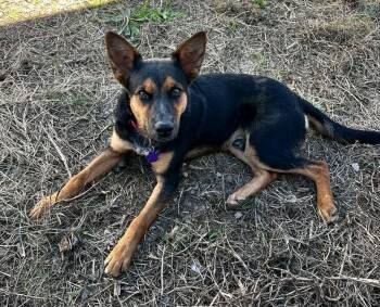 Ziggy -  German Shepherd Dog Dog for Adoption in Estes Park, Colorado - Ziggy | PetCurious