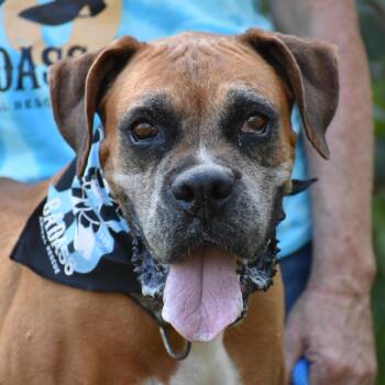 Siri -  Boxer Dog for Adoption - Siri | PetCurious