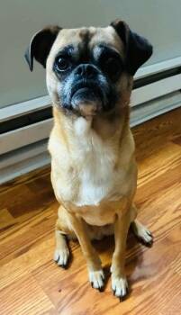 Pug and Beagle Dogs Available for Adoption in Mundelein, Illinois - Mimi | PetCurious