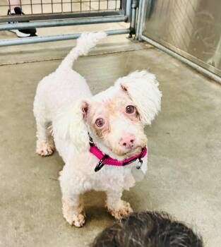 Stacy -  Bichon Frise Dog for Adoption in Scottsdale, Arizona - Stacy | PetCurious