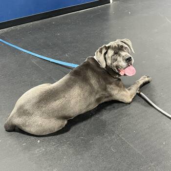 Rescue Cane Corso and Mastiff Dogs for Adoption in Mendham, New Jersey - Hooch | PetCurious