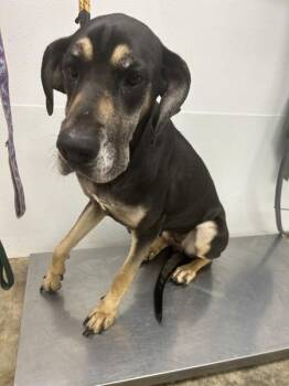 Sophie -  Great Dane and Hound Dog Available for Adoption in Osage Beach, Missouri - Sophie | PetCurious