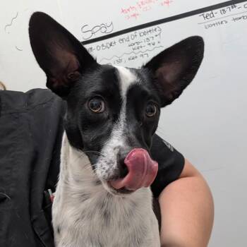 Royal -  Australian Cattle Dog Blue Heeler and Mixed Breed Dog for Adoption in Chico, California - Royal | PetCurious