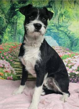 Irish Terrier Dogs Available for Adoption - Scruffel | PetCurious