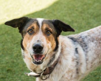Julie -  Australian Shepherd Dog for Adoption in Mont Belvieu, Texas - Julie | PetCurious