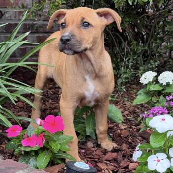 Black Mouth Cur and Labrador Retriever Dogs Available for Adoption in Atlanta, Texas - June | PetCurious