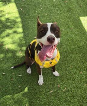 Terrier and Mixed Breed Dogs Available for Adoption in Lakeland, Florida - Livvy | PetCurious