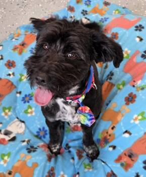 Chance -  Labrador Retriever and Poodle Dog Available for Adoption in Greenville, Illinois - Chance | PetCurious