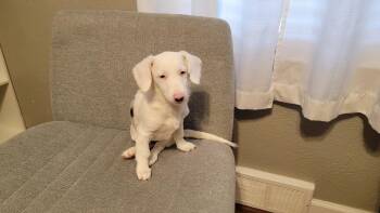 Agatha -  Dachshund and Corgi Dog for Adoption in Coatesville, Pennsylvania - Agatha | PetCurious