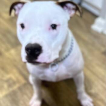 Pit Bull Terrier Dogs Available for Adoption in Winston-salem, North Carolina - Jaxson | PetCurious