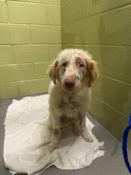 26-066 Popeye "COMING SOON!" -  Great Pyrenees Dog for Adoption in Richardson, Texas - 26-066 Popeye "COMING SOON!" | PetCurious