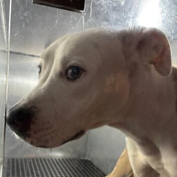 Lucia -  Mixed Breed Dog for Adoption in Philadelphia, Pennsylvania - Lucia | PetCurious