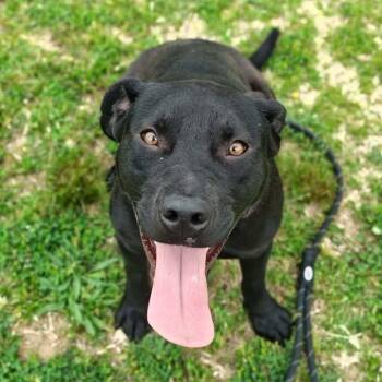 Labrador Retriever and Pit Bull Terrier Dogs Available for Adoption in Springdale, Arkansas - Lloyd | PetCurious