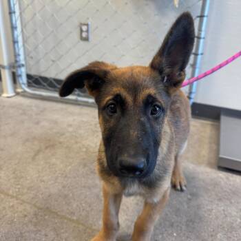 112128 -  Mixed Breed Dog for Adoption in Las Cruces, New Mexico - 112128 | PetCurious