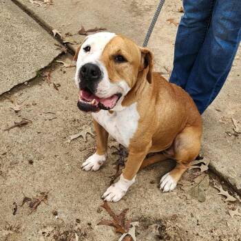 Rescue American Bulldog and English Bulldog Dogs for Adoption in Hackett, Arkansas - Trip | PetCurious
