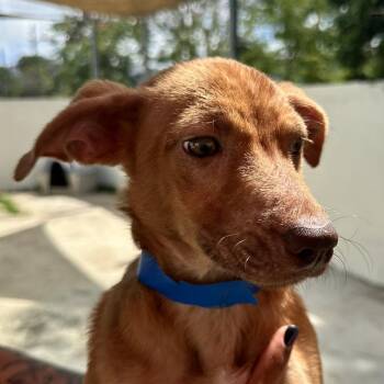 Mixed Breed Dogs Available for Adoption in Guaynabo, Guaynabo - Duna | PetCurious