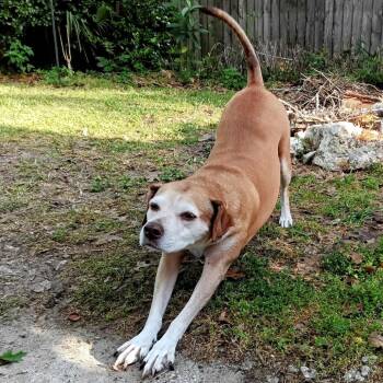 Hound Dogs Available for Adoption in Gainesville, Florida - Amanda | PetCurious