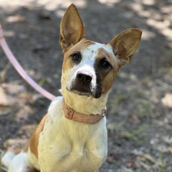 Rescue Cattle Dog Dogs for Adoption in Hughesville, Maryland - Juliet | PetCurious