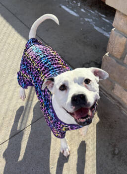 Rescue Pit Bull Terrier and Mixed Breed Dogs for Adoption in Cincinnati, Ohio - Ruby | PetCurious