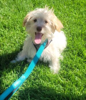 Maltese Dogs Available for Adoption - Jodie | PetCurious