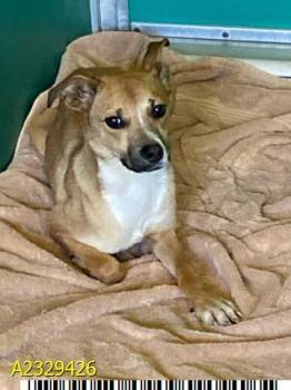 Mixed Breed Dogs Available for Adoption - MINNOW | PetCurious