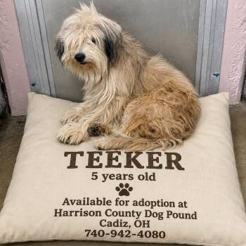 TEEKER -  Wheaten Terrier Dog for Adoption in Cadiz, Ohio - TEEKER | PetCurious