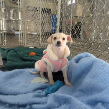 Rescue Feist and Mixed Breed Dogs for Adoption in Milan, Pennsylvania - Alice In Chains | PetCurious