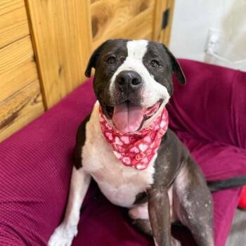 Juice Box Lap Lovin Boy -  Pit Bull Terrier and American Staffordshire Terrier Dog for Adoption in Friendswood, Texas - Juice Box Lap Lovin Boy | PetCurious