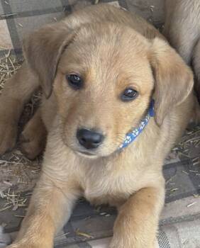 Labrador Retriever and Australian Kelpie Dogs Available for Adoption - Coop | PetCurious