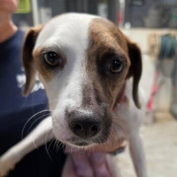 Libra -  Mixed Breed Dog for Adoption in Leander, Texas - Libra | PetCurious