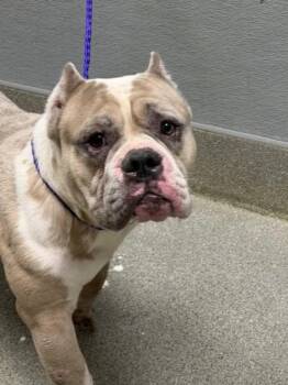 DUMBLEDOR -  American Bulldog and Mixed Breed Dog for Adoption in Las Vegas, Nevada - DUMBLEDOR | PetCurious