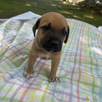 Sabrina -  Chiweenie Dog for Adoption - Sabrina | PetCurious