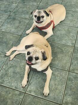 Rocky -  Pug Dog for Adoption in Toronto, Ontario - Rocky | PetCurious