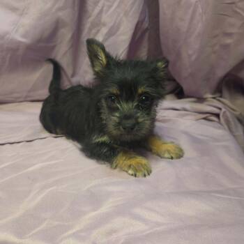 Terrier Dogs Available for Adoption in Uxbridge, Massachusetts - Nina | PetCurious