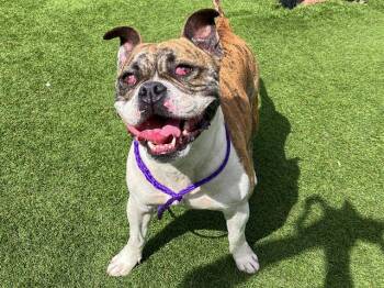 American Bulldog and Mixed Breed Dogs Available for Adoption in Tustin, California - FLOKI | PetCurious