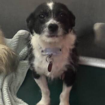 VESPER -  Terrier Dog for Adoption in Richmond, California - VESPER | PetCurious