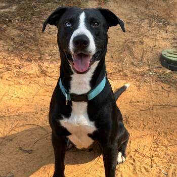 Rescue Black Labrador Retriever Dogs for Adoption in Valdosta, Georgia - Ocean | PetCurious