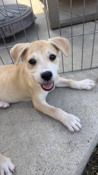 Athena -  Labrador Retriever Dog for Adoption in San Diego, California - Athena | PetCurious
