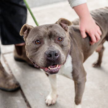 Rescue Pit Bull Terrier Dogs for Adoption in Oakland, California - Potpie | PetCurious
