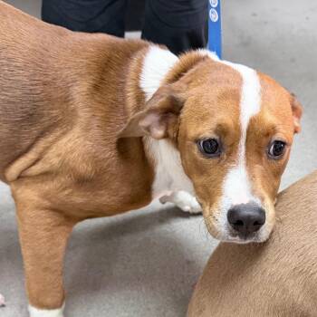 American Bulldog Dogs Available for Adoption in Sonoma, California - Rosey | PetCurious