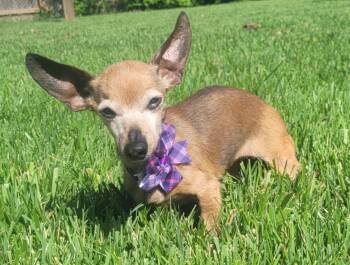 Rescue Chihuahua Dogs for Adoption in Columbia, Missouri - Millie | PetCurious