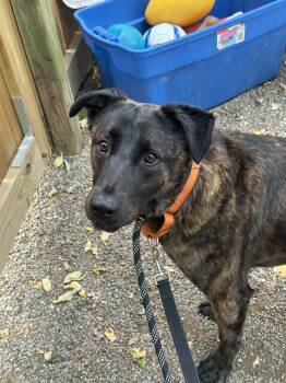 Rescue Labrador Retriever Dogs for Adoption in Austintown, Ohio - Sunny | PetCurious